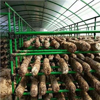 農業マルチスパンキノコ温室