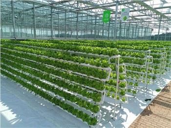 温室 葉物野菜 水耕栽培システム
