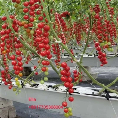 高地に移植されたトマト苗の管理技術