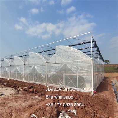 キュウリの温室で害虫を治療する方法