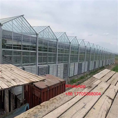 5000平方メートルのVenlo Glass Greenhouse in