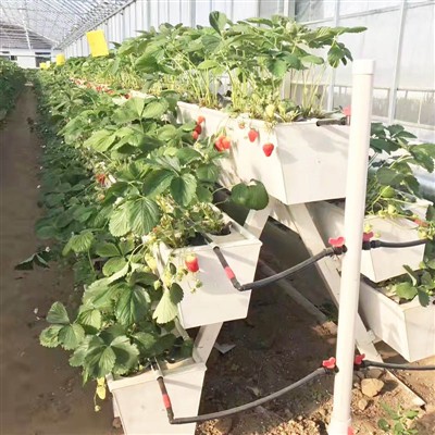 NEWイチゴ植え溝