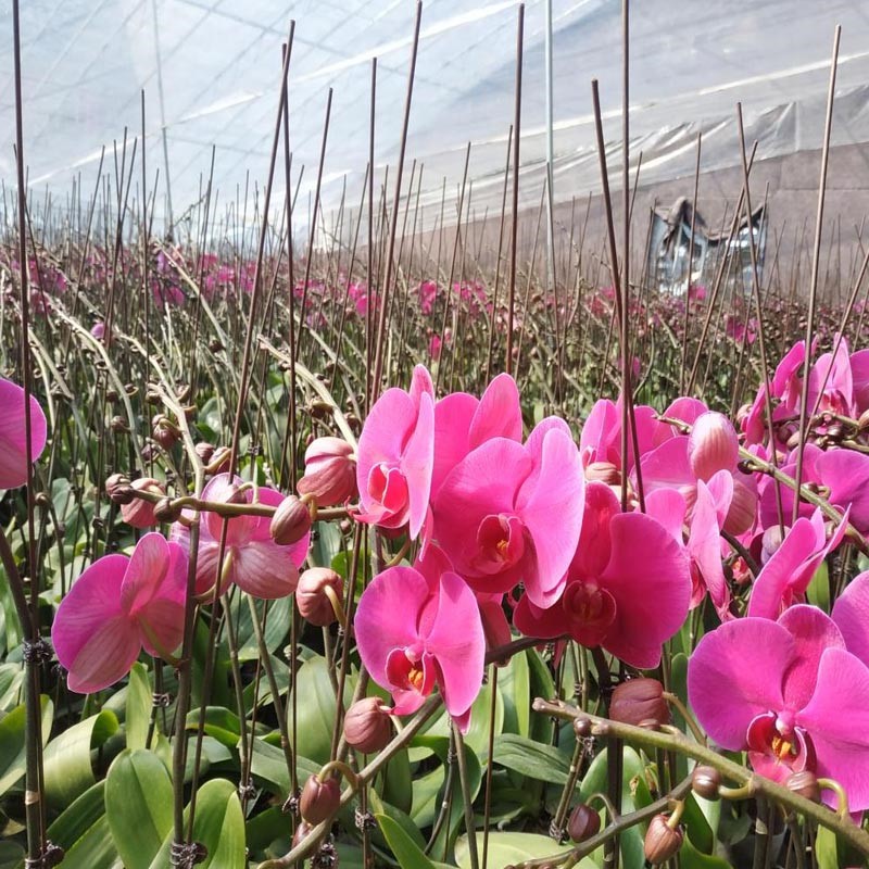flower greenhouse flower greenhouse